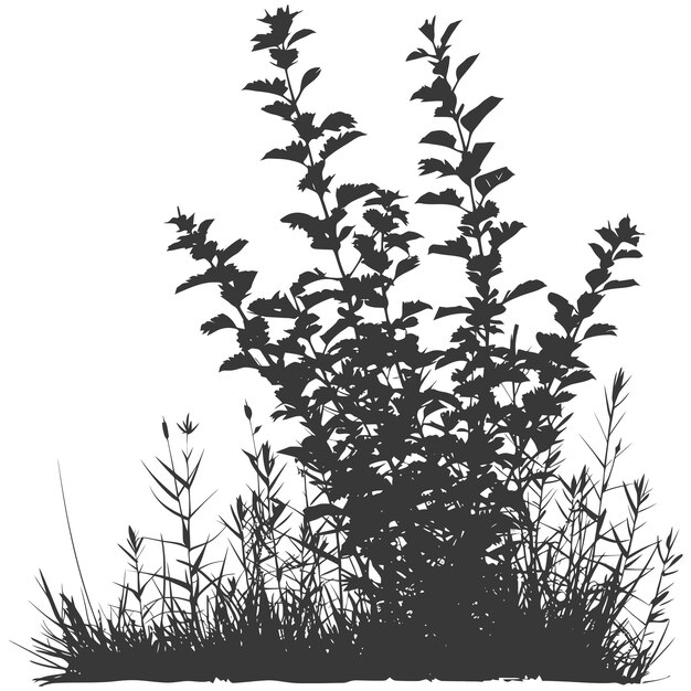 Vector silhouette small tall bush black color only