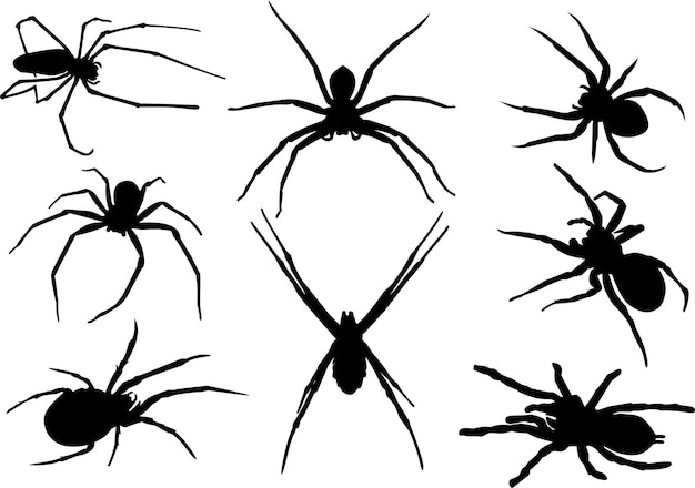 Silhouette Spider tarantula vector