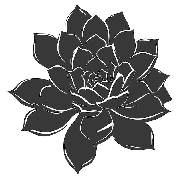 Vector silhouette succulent plant black color only