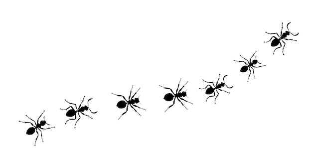 Vector silhouette of tracking ants isolated on a white background vector illustration