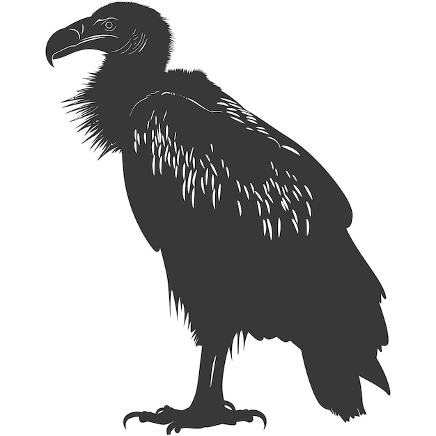 Silhouette vulture bird animal black color only