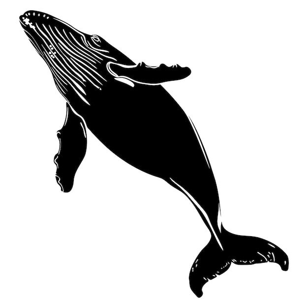 Silhouette whale black color only full body