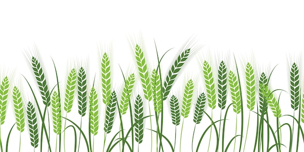 silhouette of wheat. Wheat in the field on a white background.