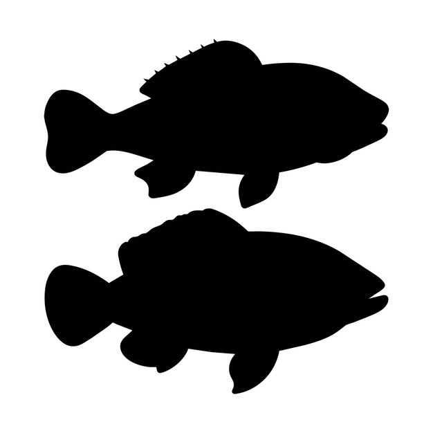 Vector silhouette of a wrasse fish on white