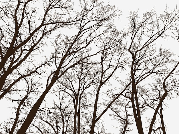 Silhouetten van de bomen in een winterpark