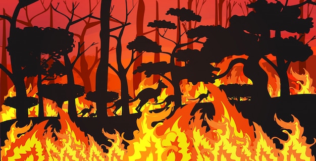 silhouetten van kangoeroes rennen van bosbranden in Australië dieren sterven in wildvuur bushfire brandende bomen natuurramp concept intense oranje vlammen horizontaal