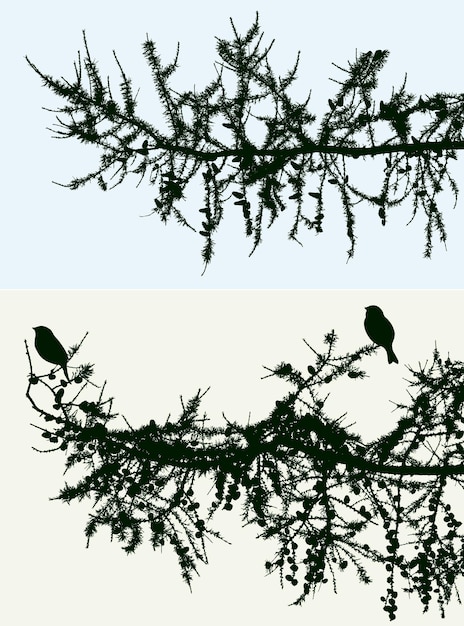 Silhouetten van sparren takken met vogels