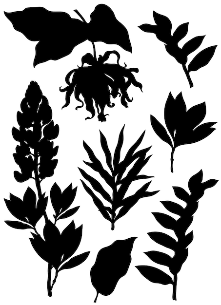 Silhouetten van ylang ylang en lupine bloemen en bladeren vector clip art set botanische illustraties