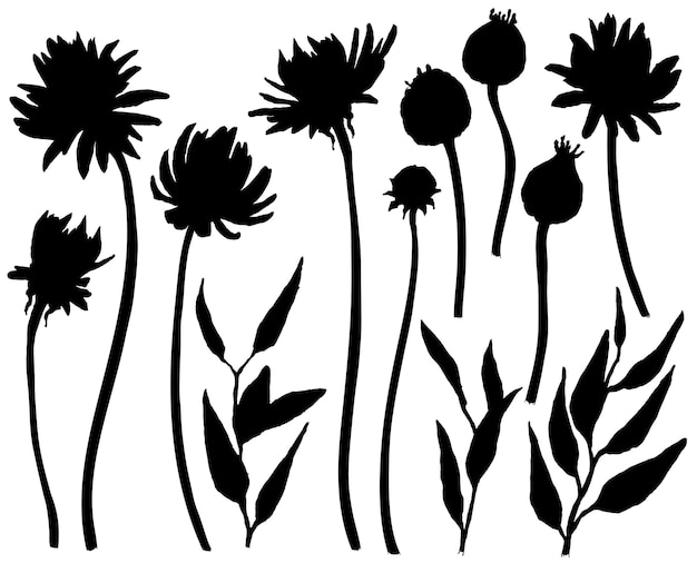 Silhouettes of asters and chrysanthemums Floral elements isolated on the white background