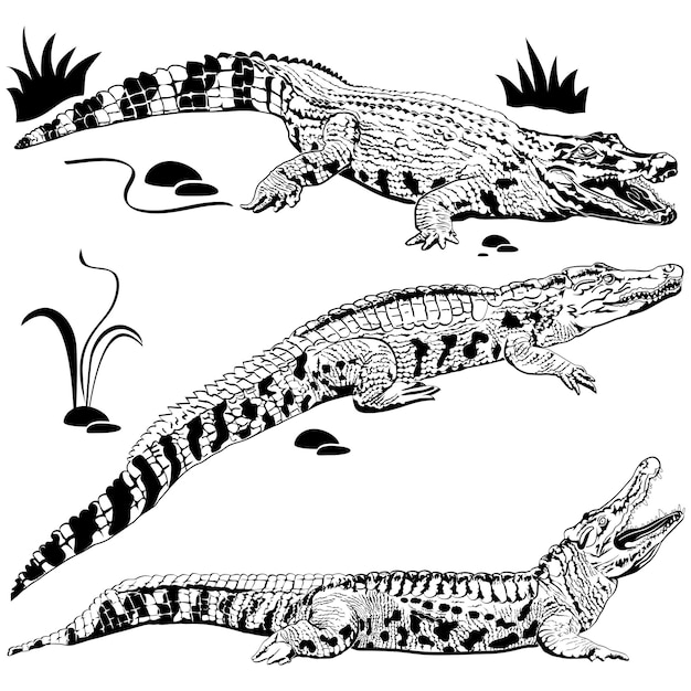Vector silhouettes of crocodiles