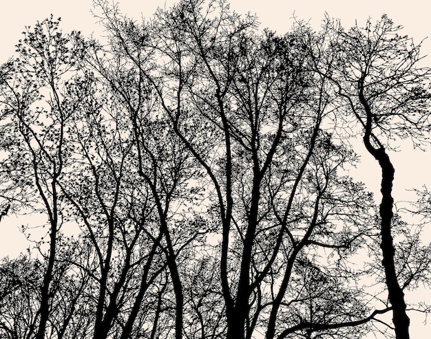 Silhouettes of deciduous trees in the cold season