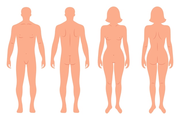 Vector silhouettes of male and female human body back and front anatomy medical and scientific concept