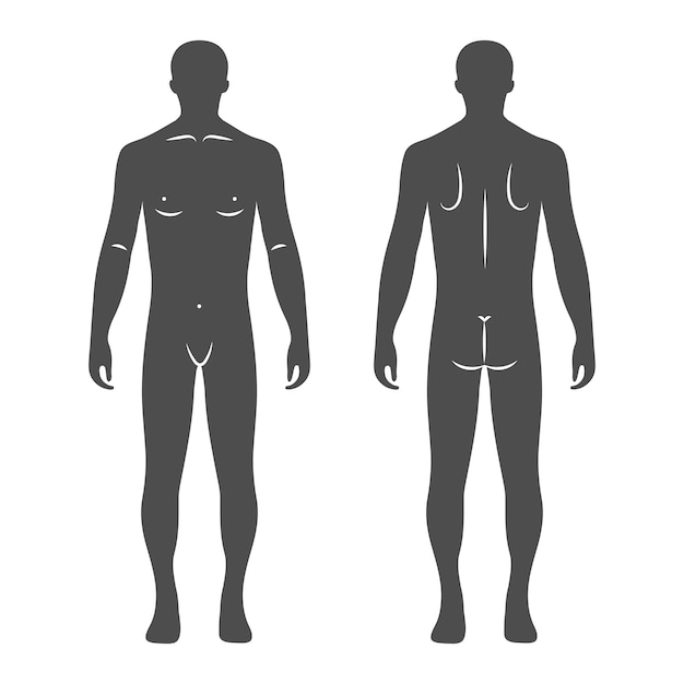 Vector silhouettes of a male human body front and back views anatomy medical and concept illustration
