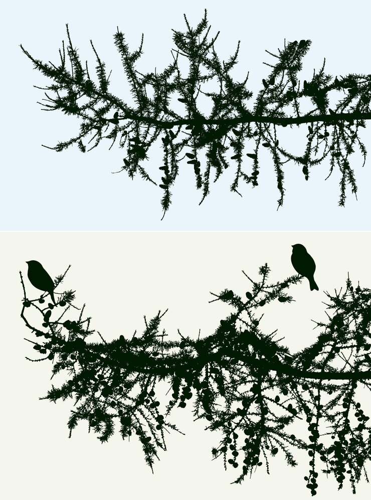 Vector silhouettes of spruce branches with birds