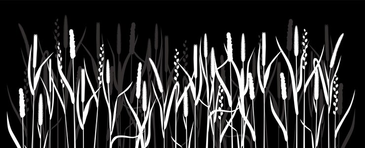 Vector silhouettes of white grass on a black background