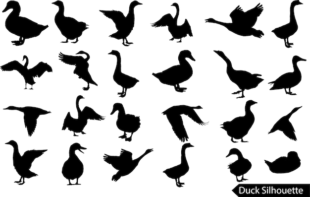 Silhouettes of wild and domestic duck. Duck in flight. Vector