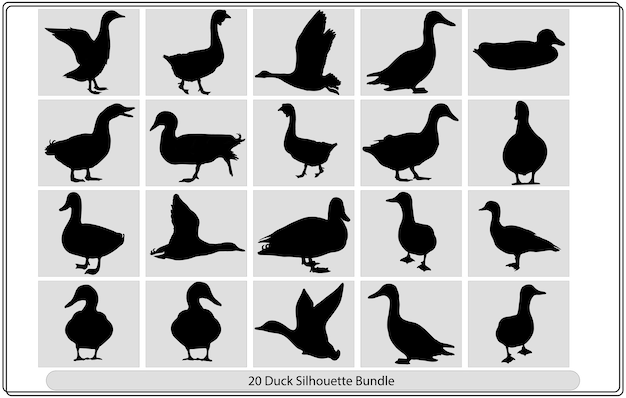 Silhouettes of wild and domestic duck. Duck in Flight. Vector