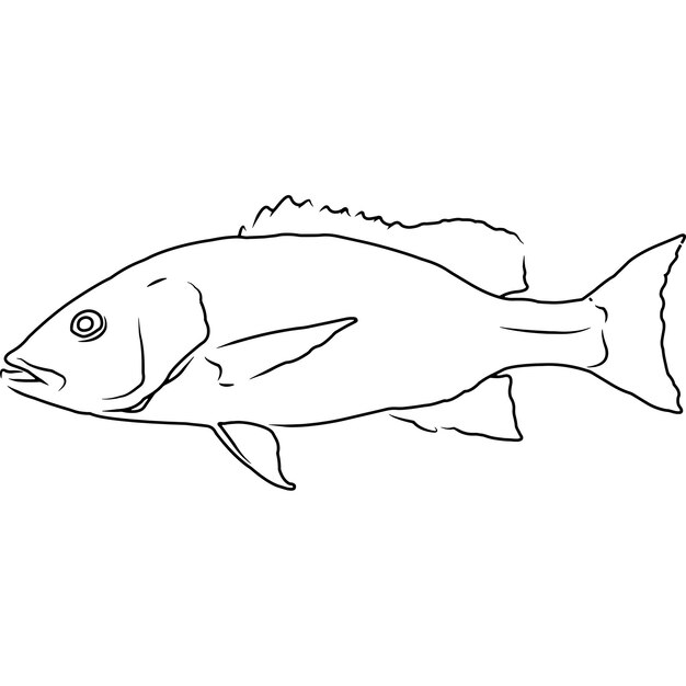 Silk Snapper Hand sketched hand drawn vector clipart