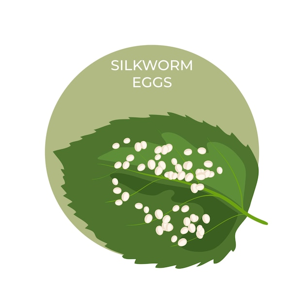 Silkworm eggs on a green leaf of a mulberry tree.