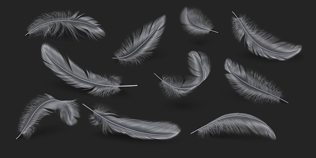 Vector silver feathers realistic vector illustration collection