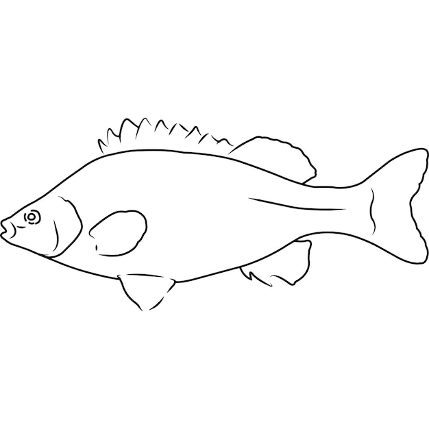 Silver perch hand sketched hand drawn vector clipart