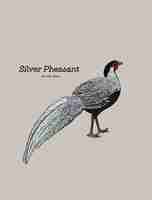 Vector silver pheasant (gallophasis nycthemerus)