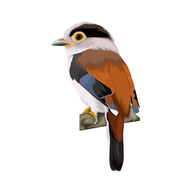 Vector silverbreasted broadbill vector
