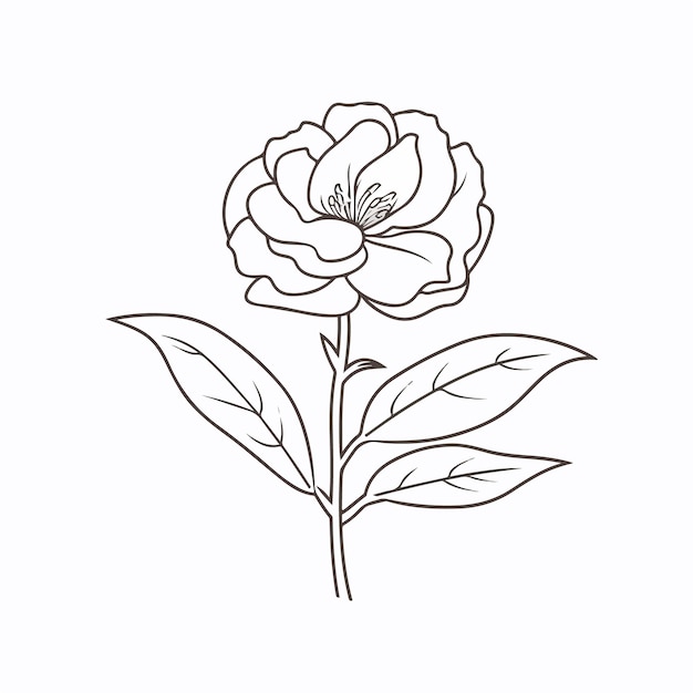 Premium Vector | Simple and elegant camellia illustrations in vector ...