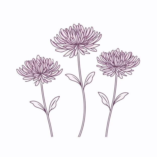 Vector simple and elegant chrysanthemum illustrations in vector format suitable for branding