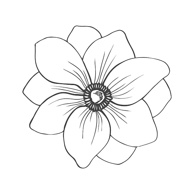 Semplice illustrazione vettoriale con contorno nero disegnato a mano fiore di anemone schizzo con inchiostro