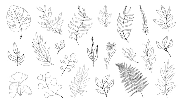 Simple herbs and leaf of forest plants and tropical leaves line drawing art botanical