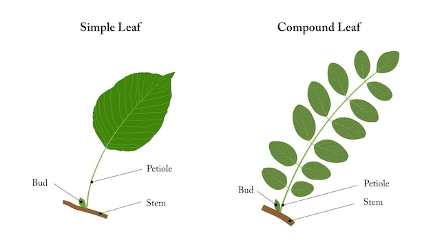 Vector a simple leaf and a compound leaf labeled diagram