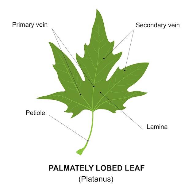 Simple leaf diagram Simple leaf example Palmately lobed leaf