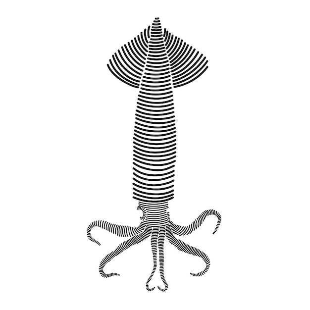 Vector simple line art illustration of squid 2