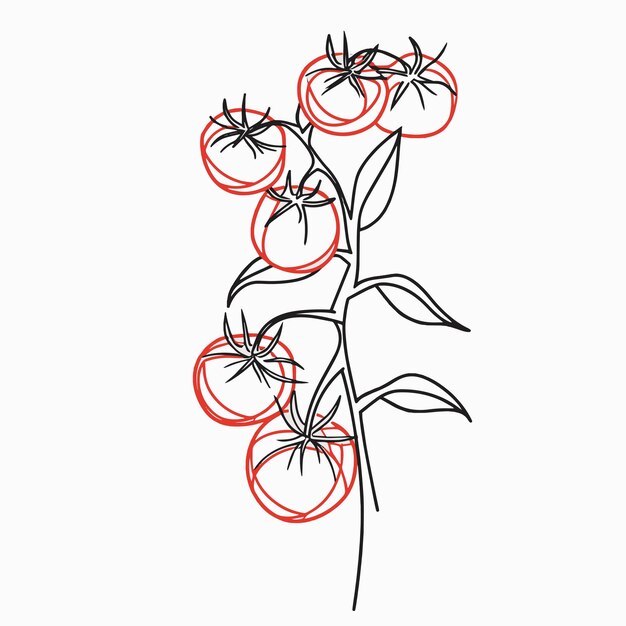 Vettore semplica illustrazione di una vite di pomodori su un ramo di un albero