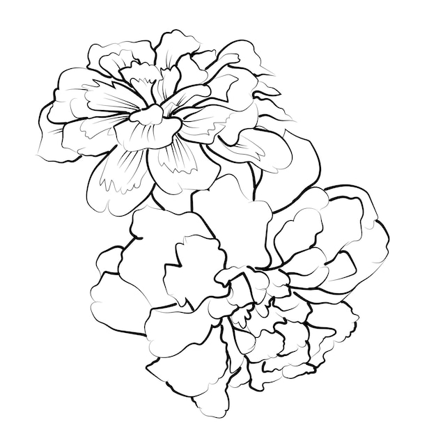 simple marigold line drawing marigold flower tattoo drawing traditional marigold tattoo