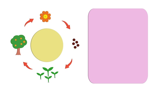 Vector simple plant cycle of mature tree, flowering, seed and sprouting
