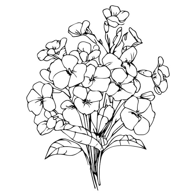 Vector simple primrose drawing easy flower coloring page primrose bouquet drawing isolated on white