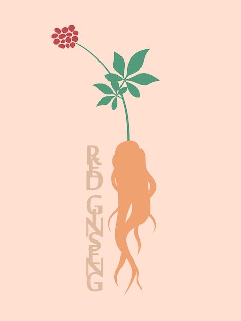 Simple red ginseng logo. Asian traditional medicine.