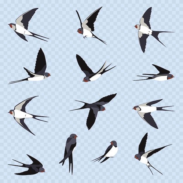 Simple Swallows on a light blue transparent background. Thirteen flying swallows in cartoon style. Flying birds in different views.