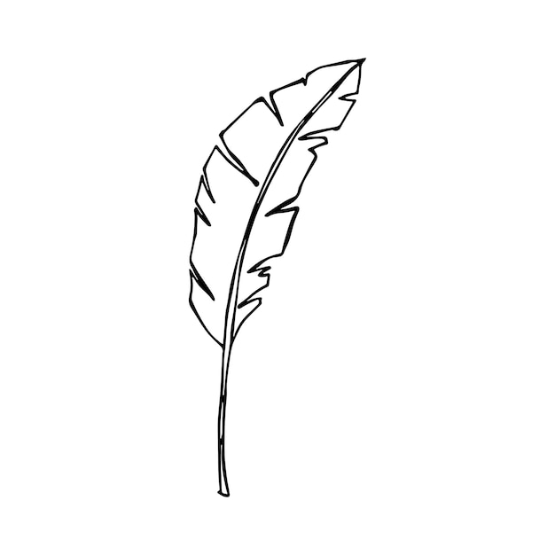 간단한 열대 바나나 잎 그림 손으로 그린 벡터 클립 아트 식물 낙서