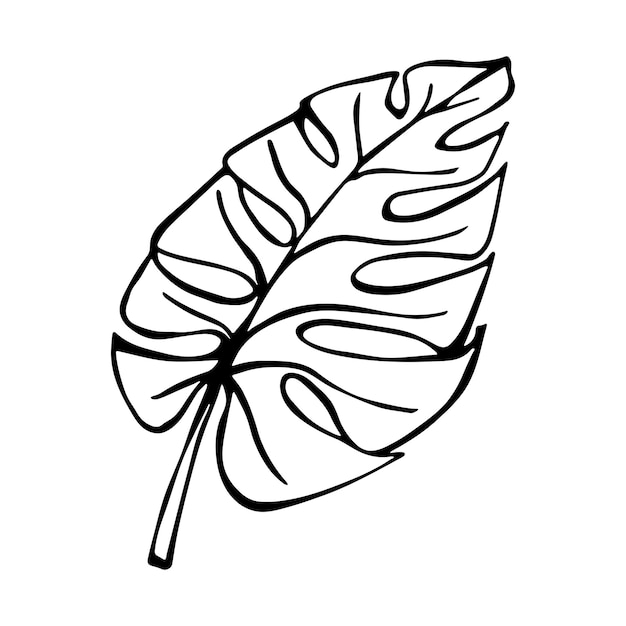 Простая тропическая иллюстрация листьев монстеры Ручной рисунок векторного клипарта Ботанические каракули