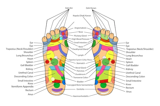 Vector simple vector acupuncture traditional alternative heal left and right foot and english description