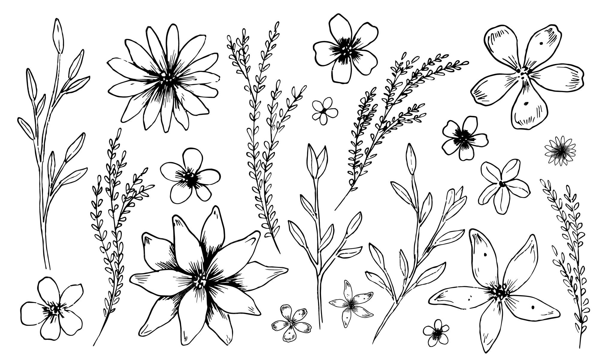 Premium Vector | Simple Vector Flowers And Plants Sketch Of Plants In  Outline Style Floral Linear Drawing Of Chamomile And Daisy