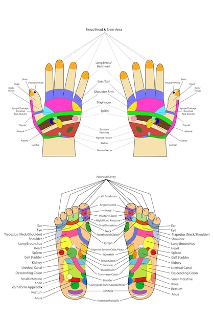 Simple Vector Foot and Hand Traditional alternative heal Acupuncture English Text Isolated on White