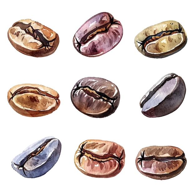 Vector simple vector watercolour set of coffee beans