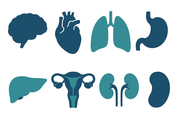 Simplified Human Organ Icons Set for Medical Education