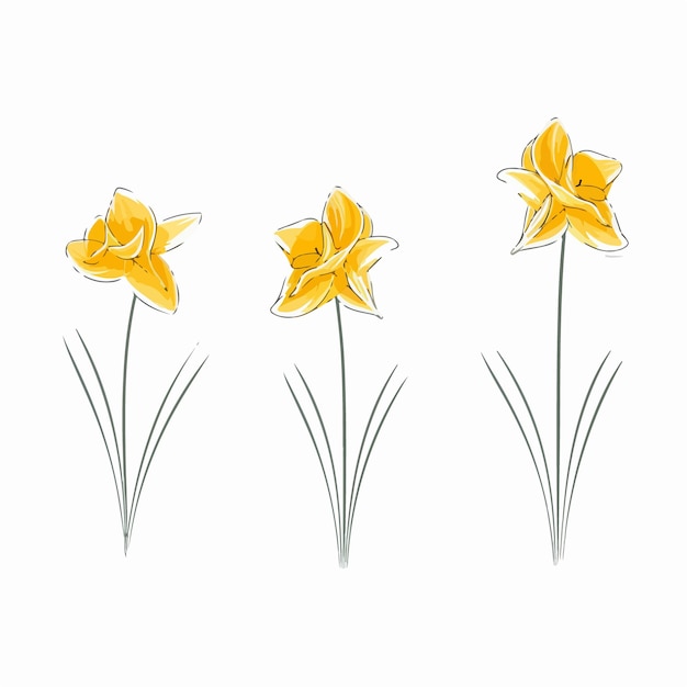 Vector simplistic daffodil outline illustration with timeless appeal