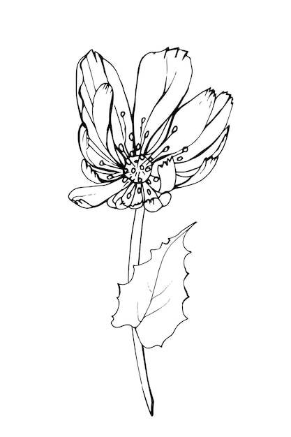 Single black outline flower chicory