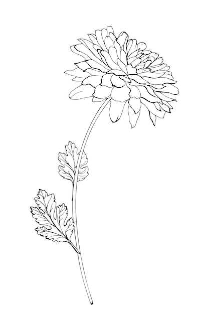 Vector single black outline flower chrysanthemum branch and leaves